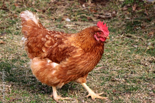 Brown chicken walking on grass. 