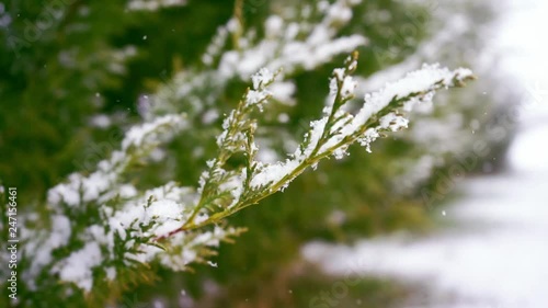 Snowy tree branch