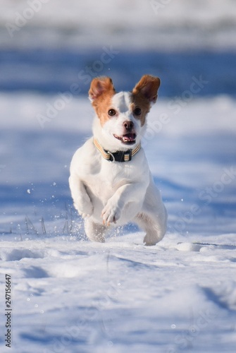 Fototapeta Naklejka Na Ścianę i Meble -  Kleiner, braun-weißer Hund spilet im Schnee mit einem grünen Tennisball