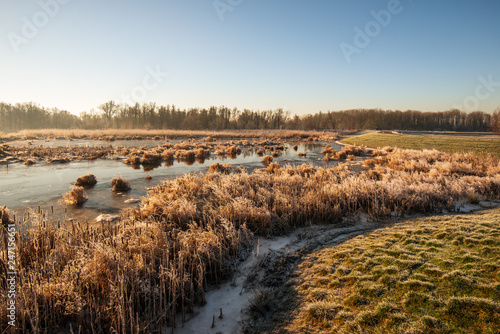 Fototapeta Naklejka Na Ścianę i Meble -  Winter landscape with dry and frosted reed plants