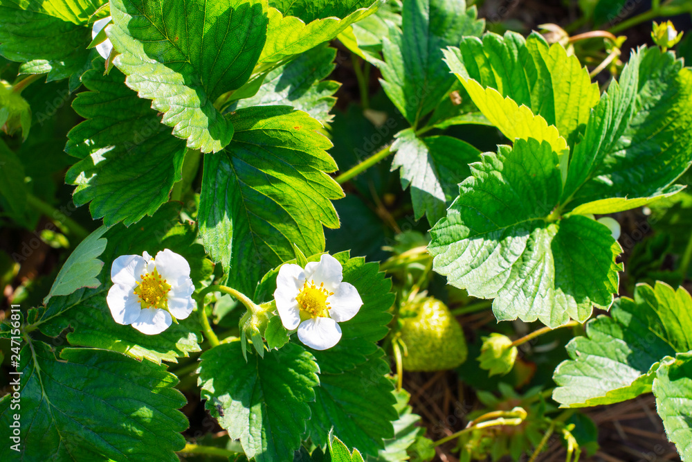flowering strawberries. white flowers, strawberry bushes in spring. spring nature and berries flowering strawberries. white flowers, strawberry bushes in spring. spring nature and berries