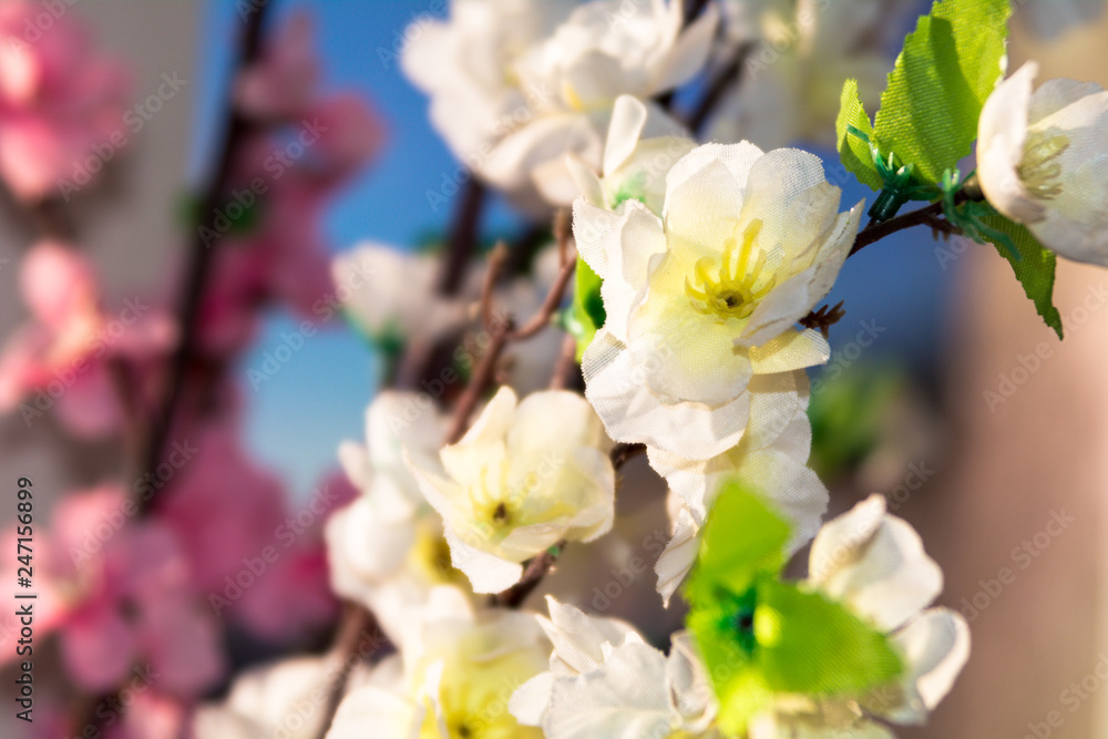 Fototapeta premium sakura flower, bloom, white cherry blossom