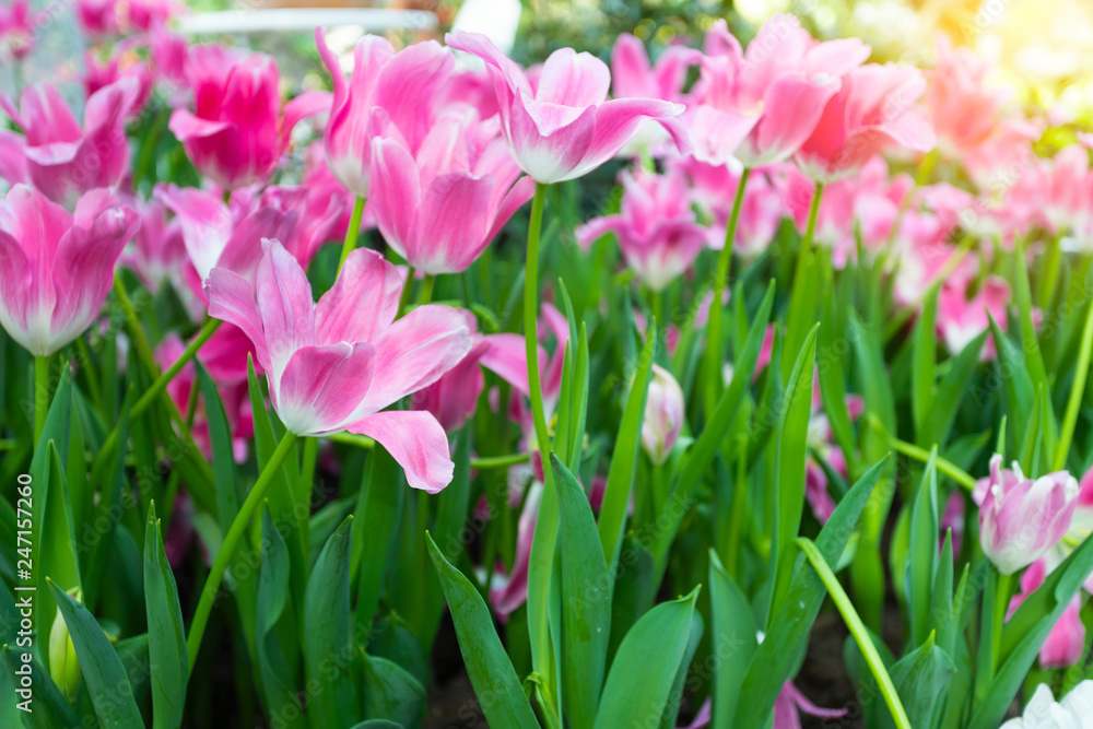 Fototapeta premium Pink tulips flower blooming blossom with sunshine morning in the botanic garden.