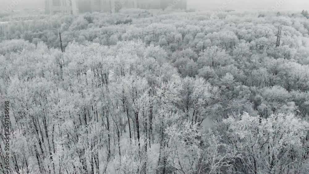 Frost-covered forest park with many trees in the snow and hoarfrost, aerial view, flight on drone above winter landscape Frost-covered forest park with many trees in the snow and hoarfrost, aerial view, flight on drone above winter landscape