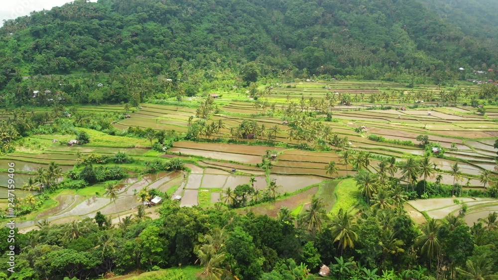 Flying over rice terrace fields, green 4K drone footage. Bali island, Indonesia.