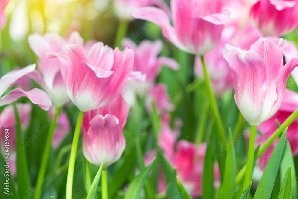 Pink tulips flower blooming blossom with sunshine morning in the botanic garden.