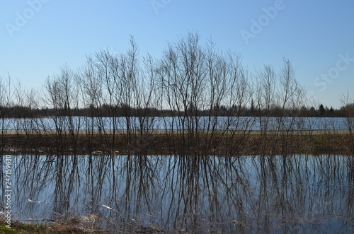 Fototapeta Naklejka Na Ścianę i Meble -  flood spring reflection parallel trees sky blue talent picture