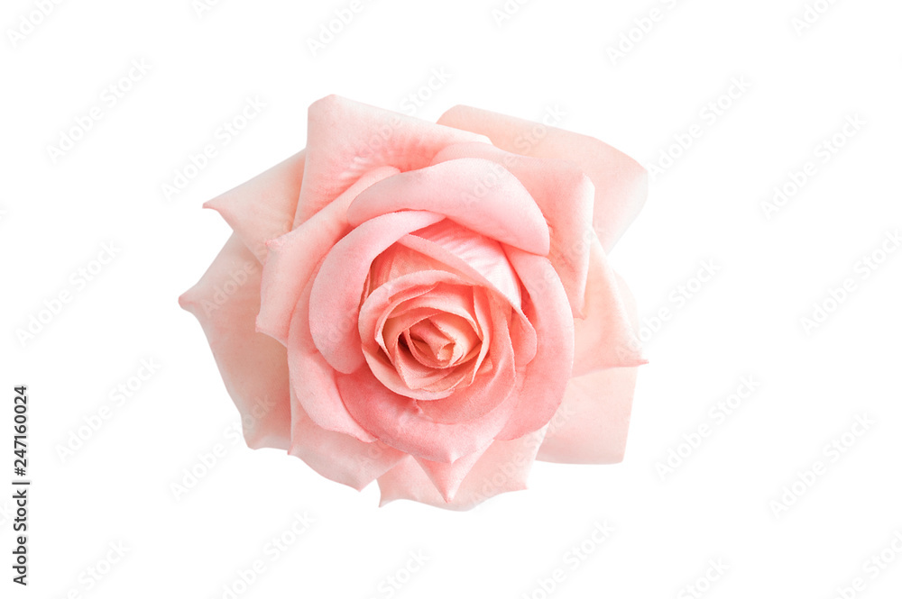 Bud Pink Rose. Close-up. White isolate Bud Pink Rose. Close-up. White isolate