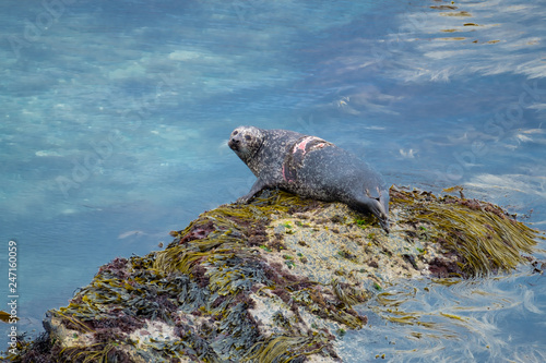 A common or harbour seal with a propeller injury. He was injured in 2016 but still alive in 2019.