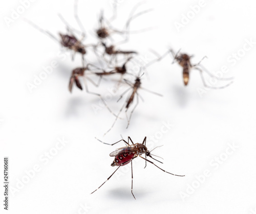 Macro of mosquito sucking blood isolated on white background,Mosquito dangerous is carrier of malaria, encephalitis dengue and zika virus © panya99
