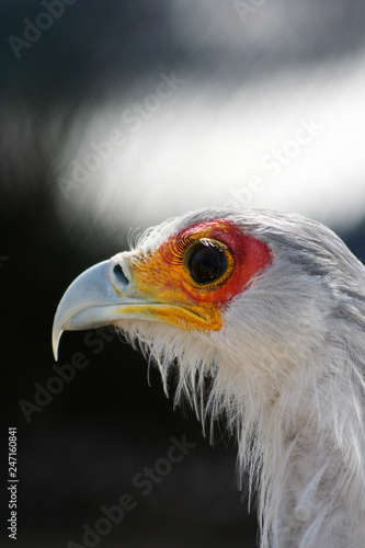 Profile close up shot of Secretarybird  an African bird of prey