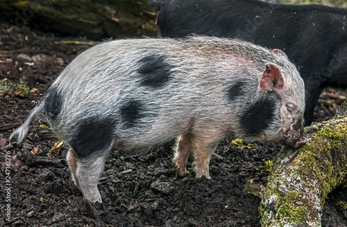 Portrait of spotty domestic piglet