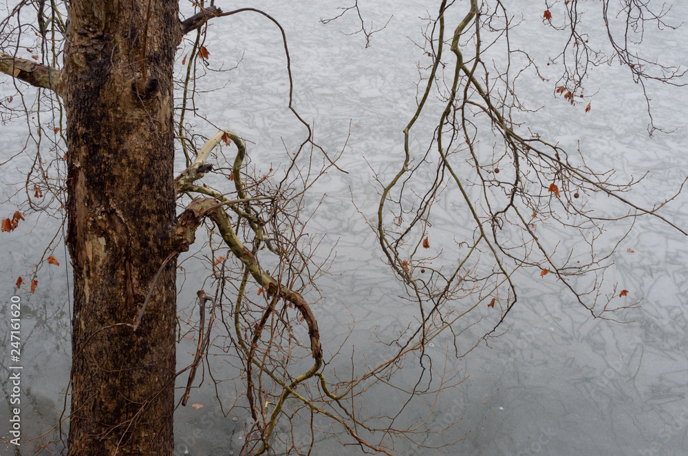 Obraz premium Tree on iced river at raining winter day