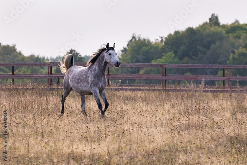 Horse pasturing