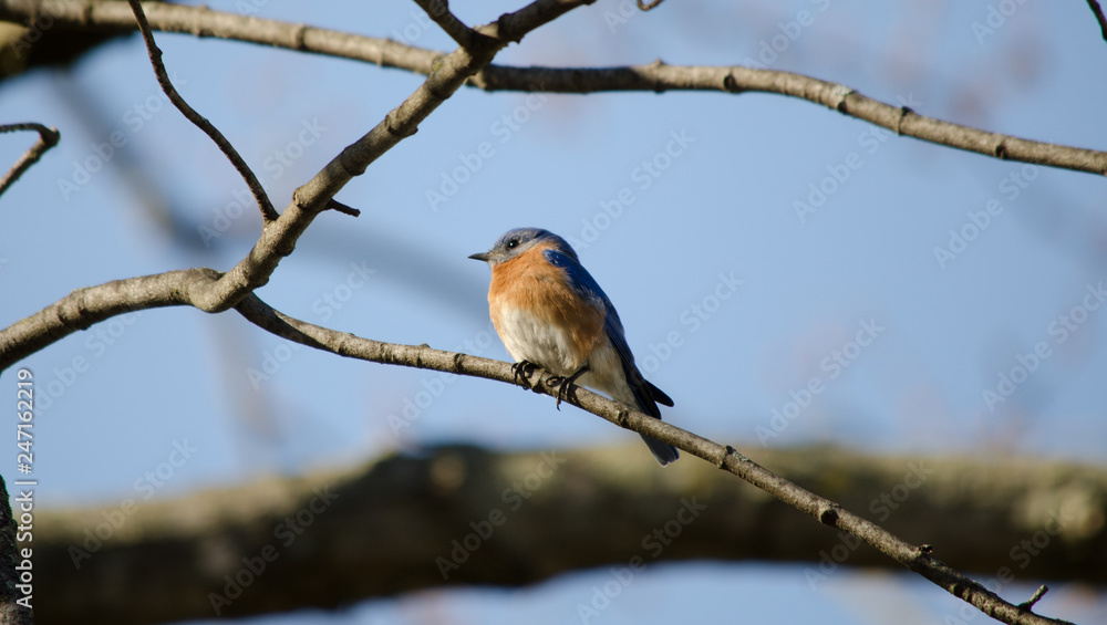 Fototapeta premium Eastern Bluebird