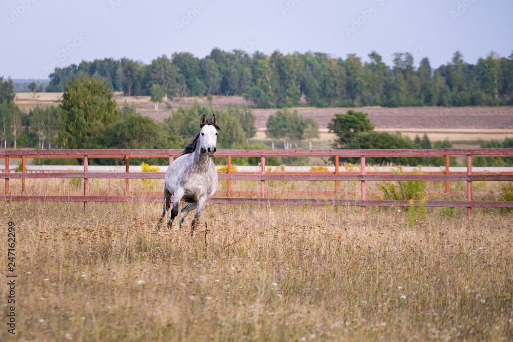 Fototapeta premium Horse running