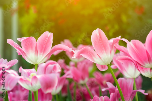 Pink tulips flower blooming blossom with sunshine morning in the botanic garden.
