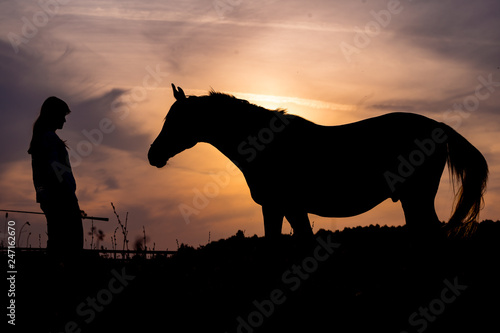 silhouette of horse in sunset