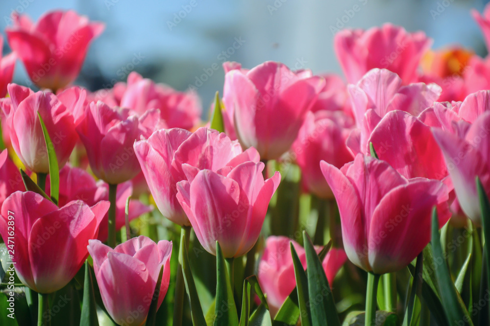 Close up of pink tulips blooming in the garden