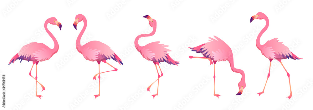 Obraz Różowe flamingi. Ładny flaming zwierząt egzotyczny charakter dzikiej fauny zoo zoo ptak dziób upierzenie nogi tropikalnej afrykańskiej plaży sztuki