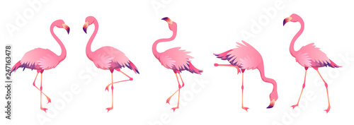 Pink flamingos. Cute flamingo animal exotic nature wild fauna zoo bird beak plumage legs tropical african beach art photo