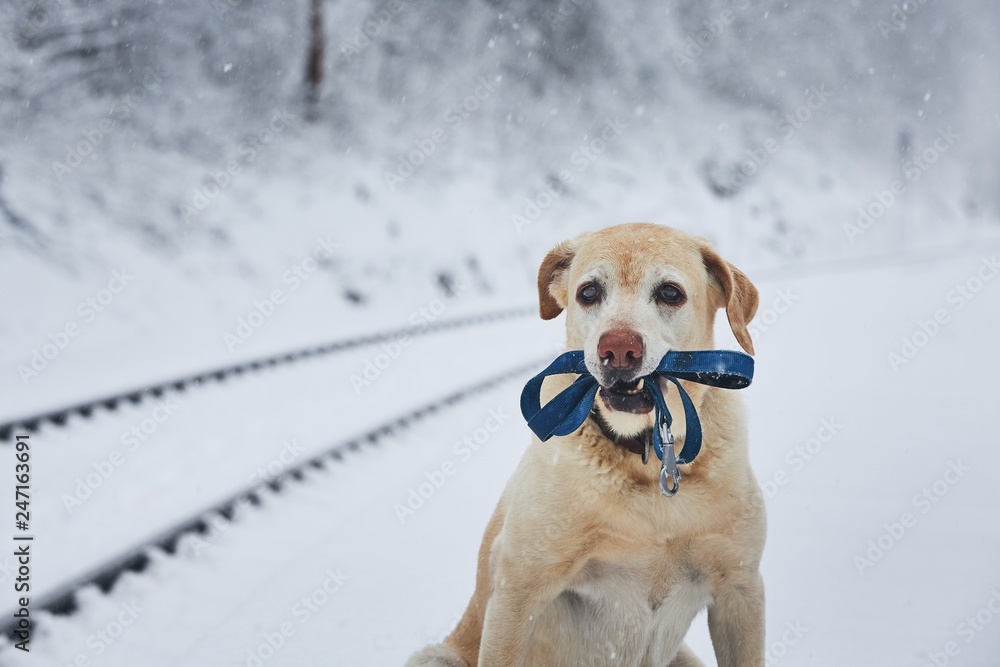 Loaylty dog in winter