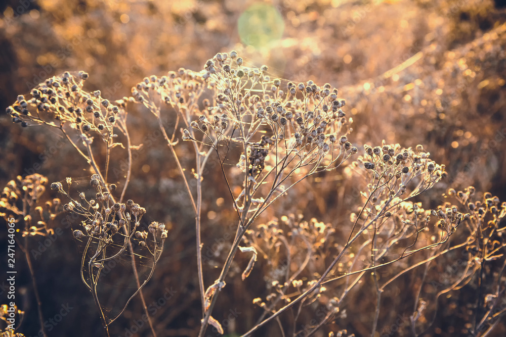 Dried autumn grass as background, screen saver
