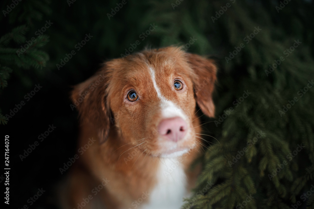 cute red dog looks out from under the tree. Nova Scotia Duck Tolling Retriever, Toller