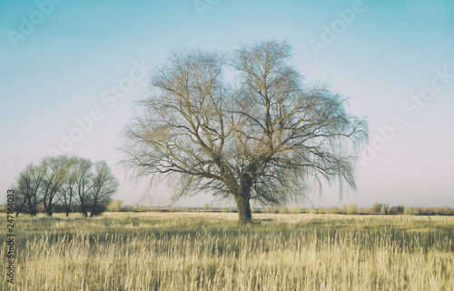 A huge willow on a large autumn field of grass, as a background