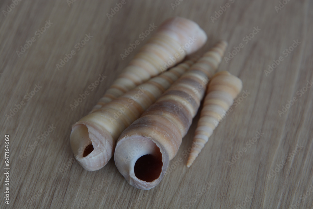 brown conical empty seashell background, some long seashell snails on wooden background brown conical empty seashell background, some long seashell snails on wooden background