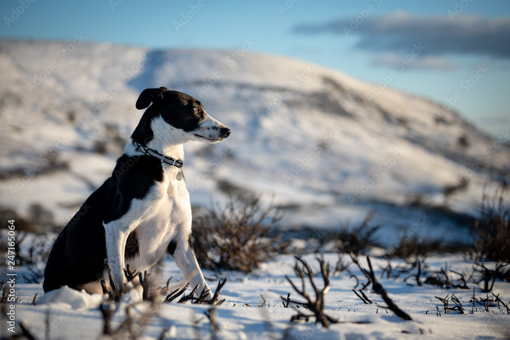 Black & White Collie Dog sat in the snow landscape of wales looking at the sunset Black & White Collie Dog sat in the snow landscape of wales looking at the sunset