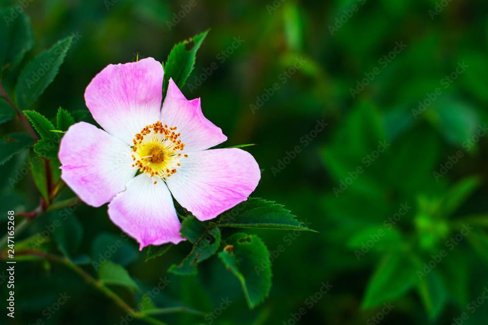 Beautiful blooming pink wild rose bush (dog rose, Rosa canina) Beautiful blooming pink wild rose bush (dog rose, Rosa canina)