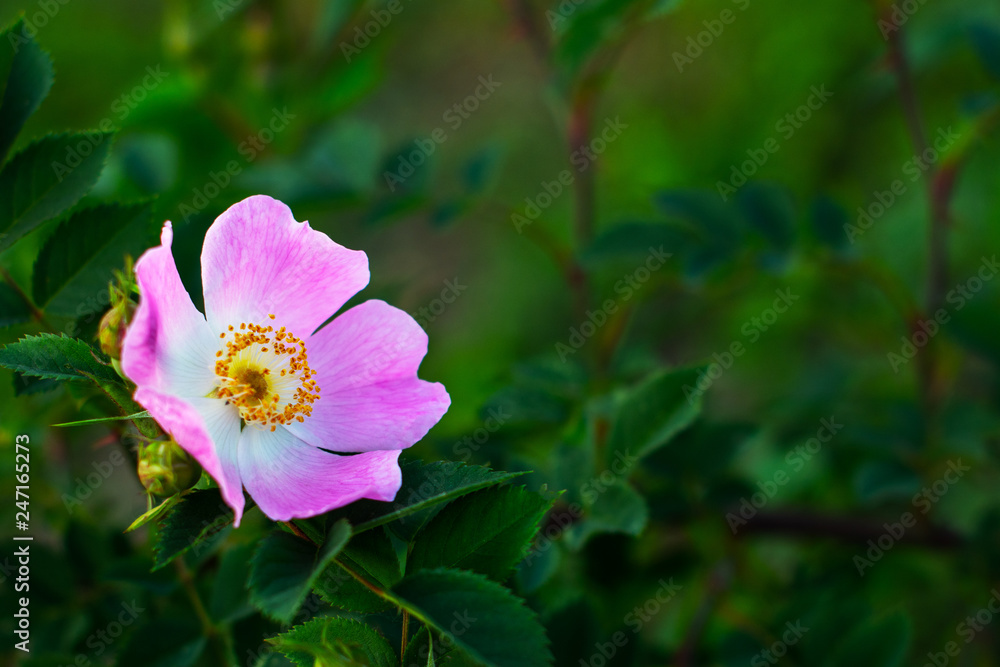 Beautiful blooming pink wild rose bush (dog rose, Rosa canina) Beautiful blooming pink wild rose bush (dog rose, Rosa canina)