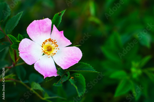 Beautiful blooming pink wild rose bush (dog rose, Rosa canina)