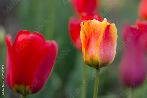 Red-yellow tulips in the garden close-up. Buds of tulips close-up.