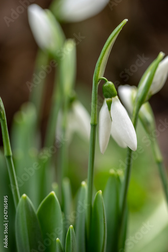 Snowdrop flowers - Galanthus nivalis close up with selective focus.