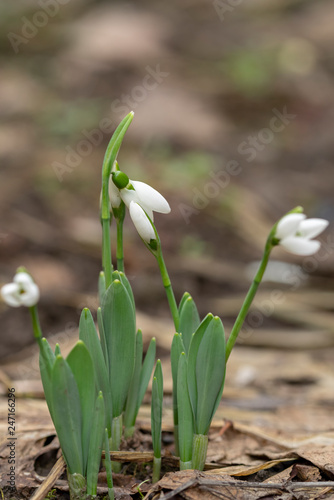 Snowdrop flowers - Galanthus nivalis close up with selective focus.