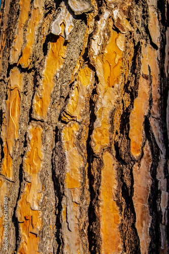 Brown bark of pine tree