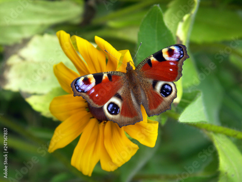 Vanessa butterfly sitting on a flower