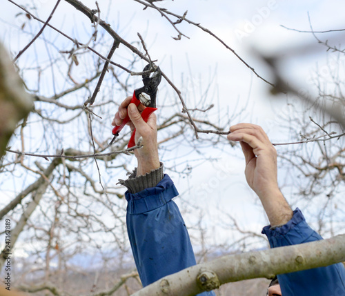 unrecognizable man pruinig apple tree in winter