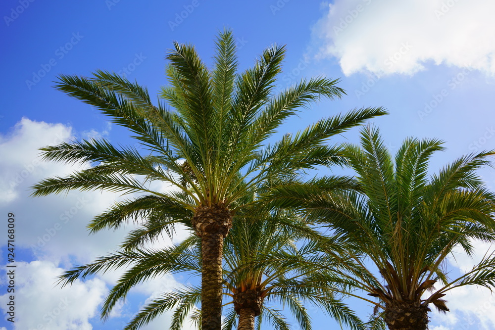 Palm trees with sunny blue sky and clouds. Beautiful travel and summer background.