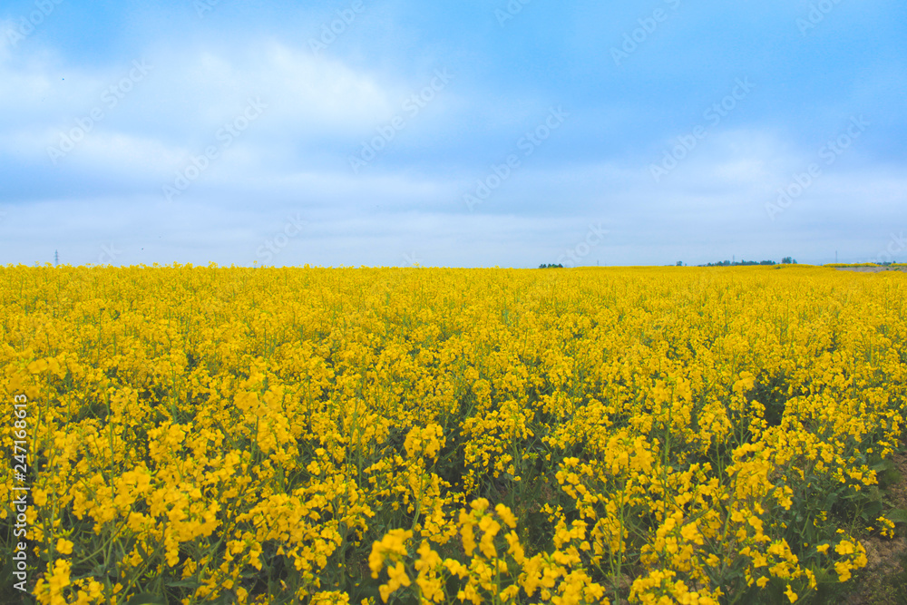 Rape flowers full of yellow fields