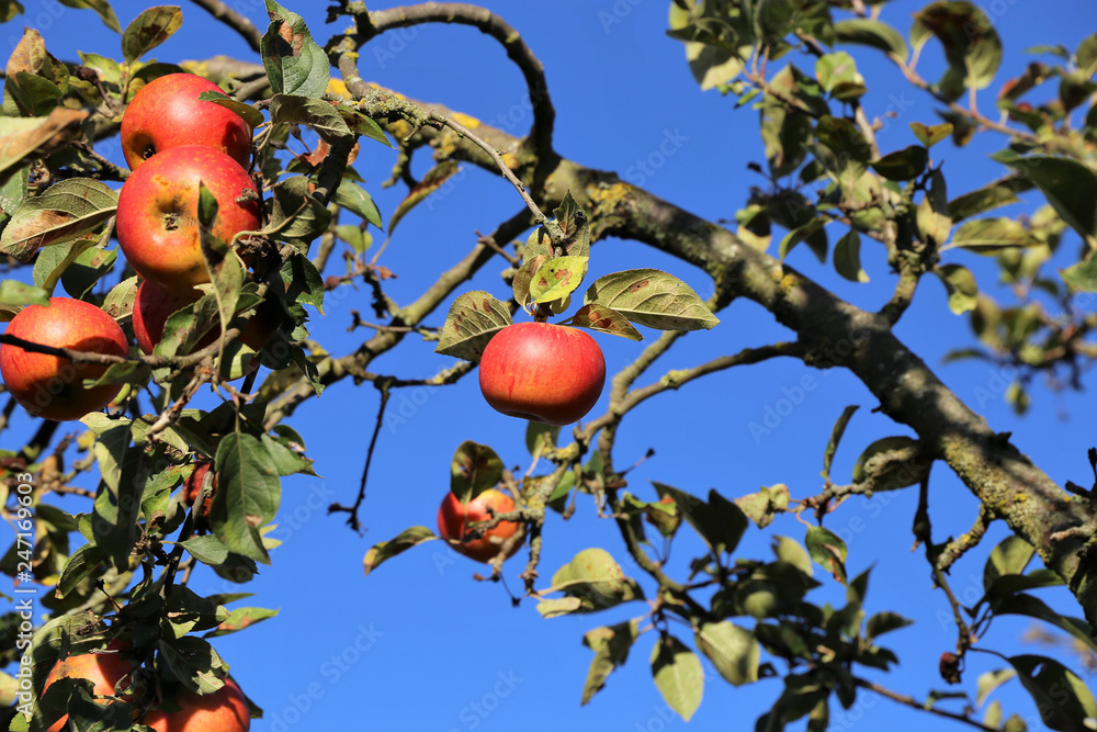 Ripe apple hanging on a tree