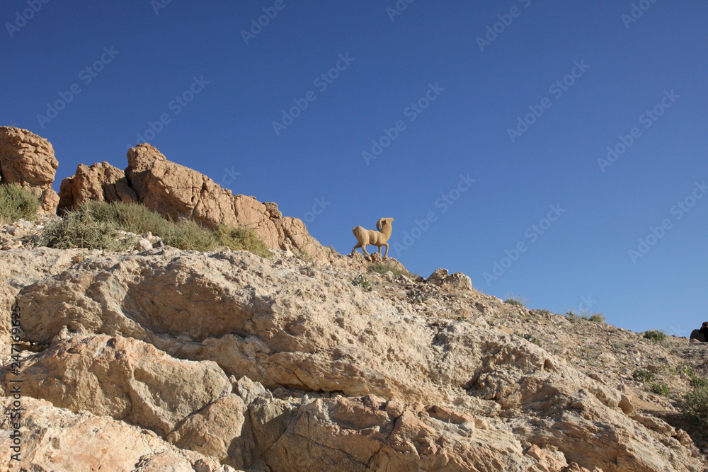 Monument of sheep, Sahara, Chebika, Tunisia