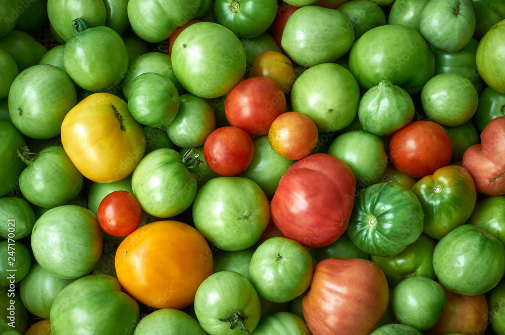 multicolored tomatoes of different degrees of maturity. Food background. (corrected) multicolored tomatoes of different degrees of maturity. Food background. (corrected)