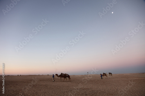Morning in Sahara desert