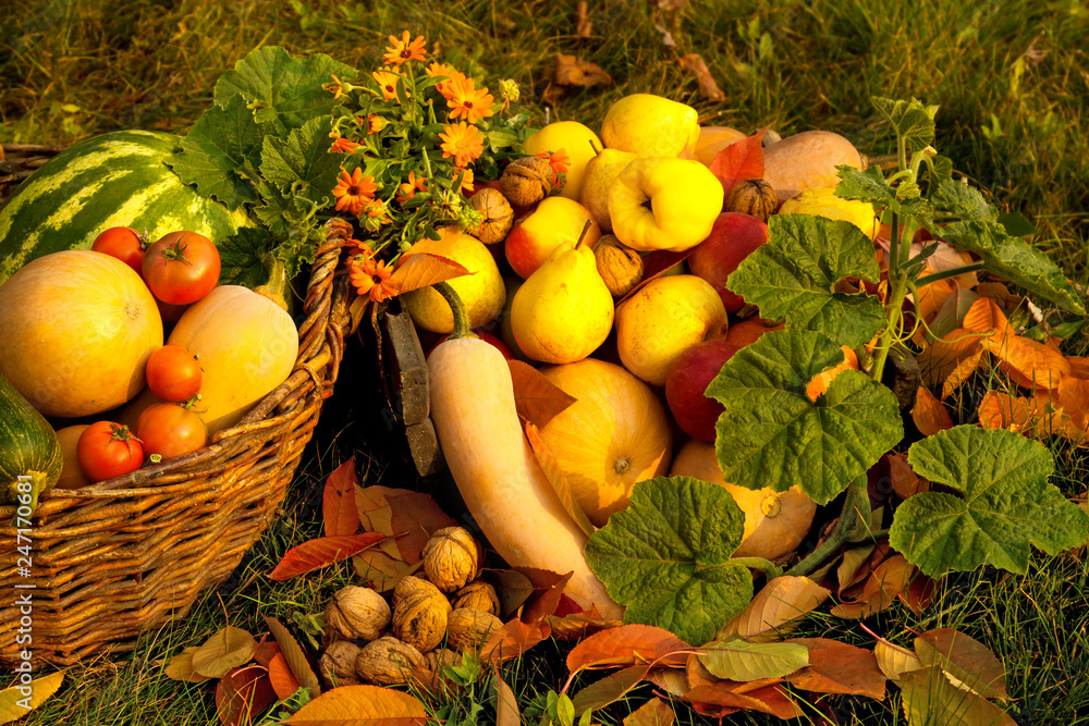 Harvest in the autumn garden .Healthy food.
