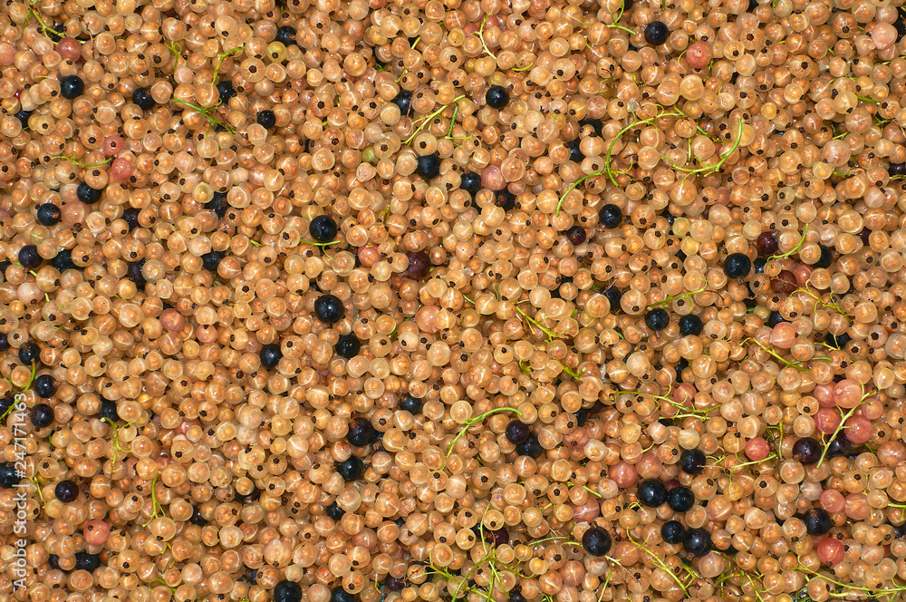 berries white fresh currant background. Healthy food. (corrected) berries white fresh currant background. Healthy food. (corrected)