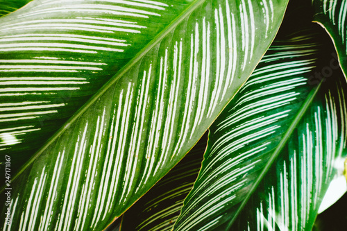 Green leaf pattern nature dark green background.