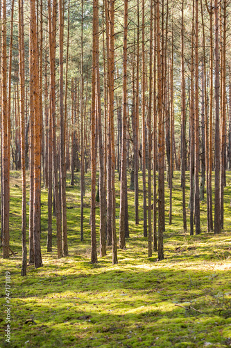 Pine forest in early autumn in the morning